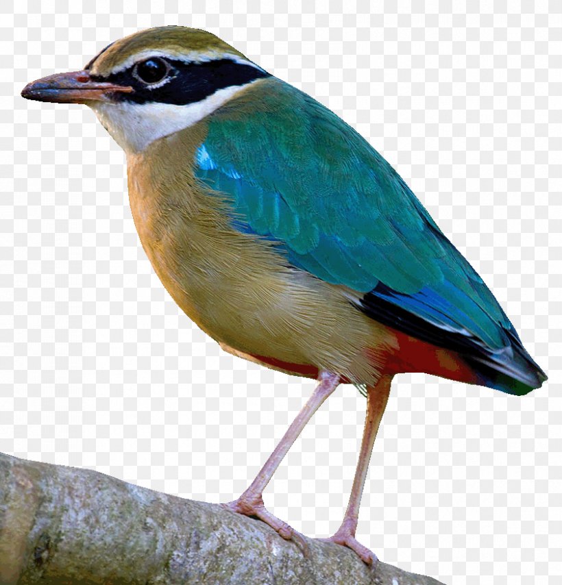 Bird Migration Logo, PNG, 841x876px, Bird, Beak, Bird Migration, Engineering, Fauna Download Free