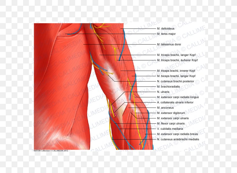 Elbow Coronal Plane Ulnar Nerve Muscle Anatomy, PNG, 600x600px, Watercolor, Cartoon, Flower, Frame, Heart Download Free
