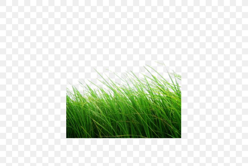 Lawn Clip Art, PNG, 550x550px, Lawn, Boot Image, Chrysopogon Zizanioides, Grass, Grass Family Download Free