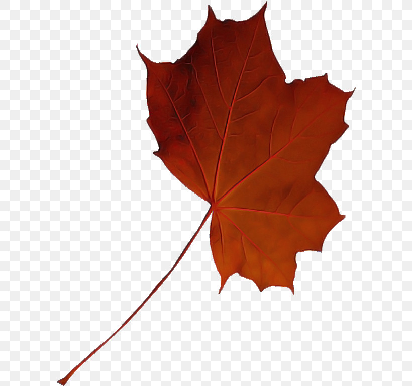 Maple Leaf, PNG, 596x770px, Maple Leaf, Cranesbill, Flower, Leaf, Maple Download Free