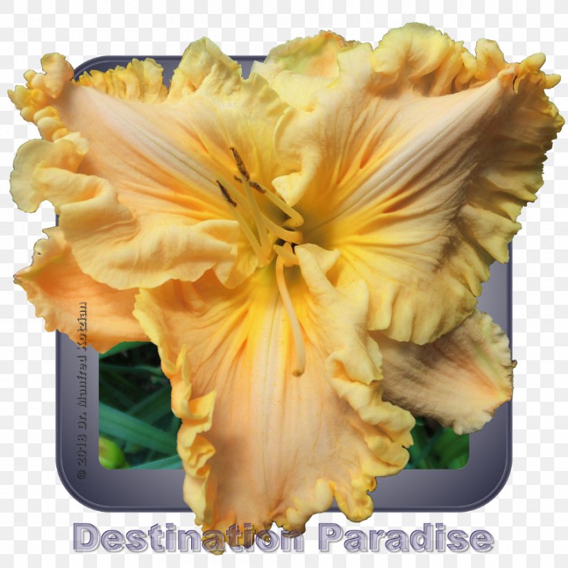 Flower Daylily Iris Family Petal 0, PNG, 900x900px, 2017, Flower, Branch, Bright, Bud Download Free