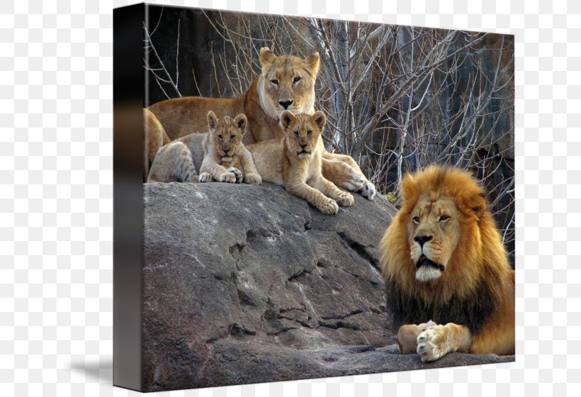 East African Lion Cat Mammal Imagekind Carnivora, PNG, 650x560px, East African Lion, Animal, Art, Big Cat, Big Cats Download Free