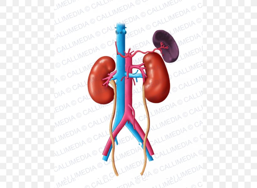 Finger Organism Endocrinology Anatomy Diabetology, PNG, 600x600px, Watercolor, Cartoon, Flower, Frame, Heart Download Free