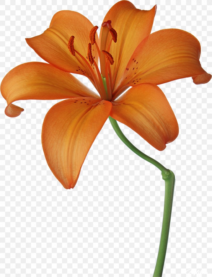 Lilium Flower Photography Clip Art, PNG, 917x1200px, Lilium, Daylily, Digital Image, Drawing, Flower Download Free