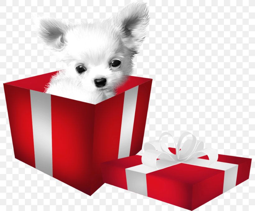 Pomeranian Puppy Companion Dog Dog Breed, PNG, 800x679px, Pomeranian, Breed Group Dog, Carnivoran, Companion Dog, Computer Software Download Free