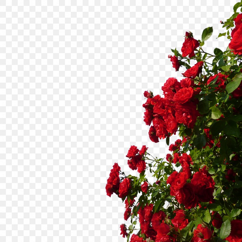 Rose Red Flower, PNG, 1280x1280px, Rose, Annual Plant, Climbing, Cut Flowers, Floral Design Download Free