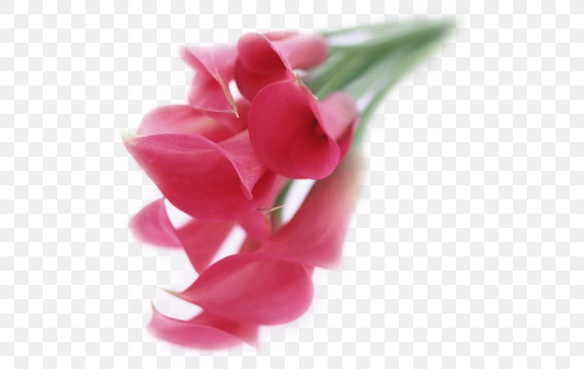 Tulip Digital Illustration Flower Bouquet, PNG, 518x518px, Tulip, Close Up, Cut Flowers, Digital Art, Digital Data Download Free