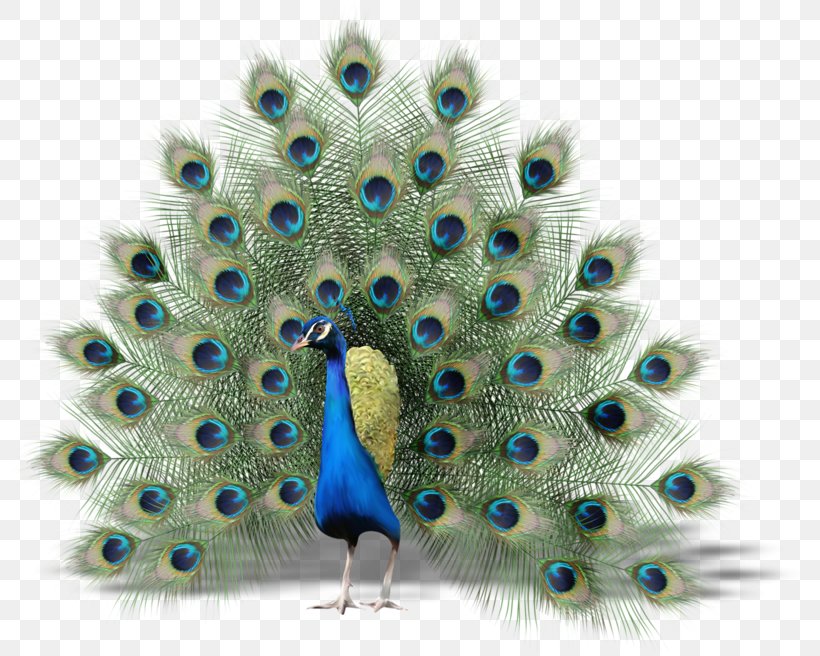 Bird Peafowl Thin Hair Thick (thinhairthick.com) Clip Art, PNG, 800x656px, Bird, Asiatic Peafowl, Beak, Feather, Galliformes Download Free