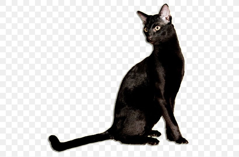 Black Cat Bombay Cat Korat Burmese Cat German Rex, PNG, 504x541px, Black Cat, American Wirehair, Asian, Black, Bombay Download Free