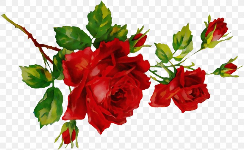 Garden Roses, PNG, 1459x899px, Watercolor, Bouquet, Cut Flowers, Flower, Flowering Plant Download Free