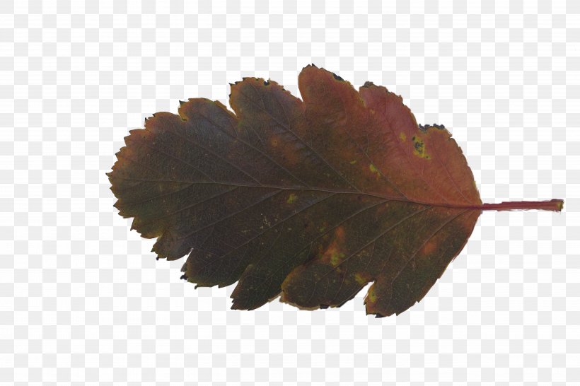Leaf Texture Mapping Download Petal Plant, PNG, 5184x3456px, Leaf, Navigation, Petal, Plant, Red Download Free