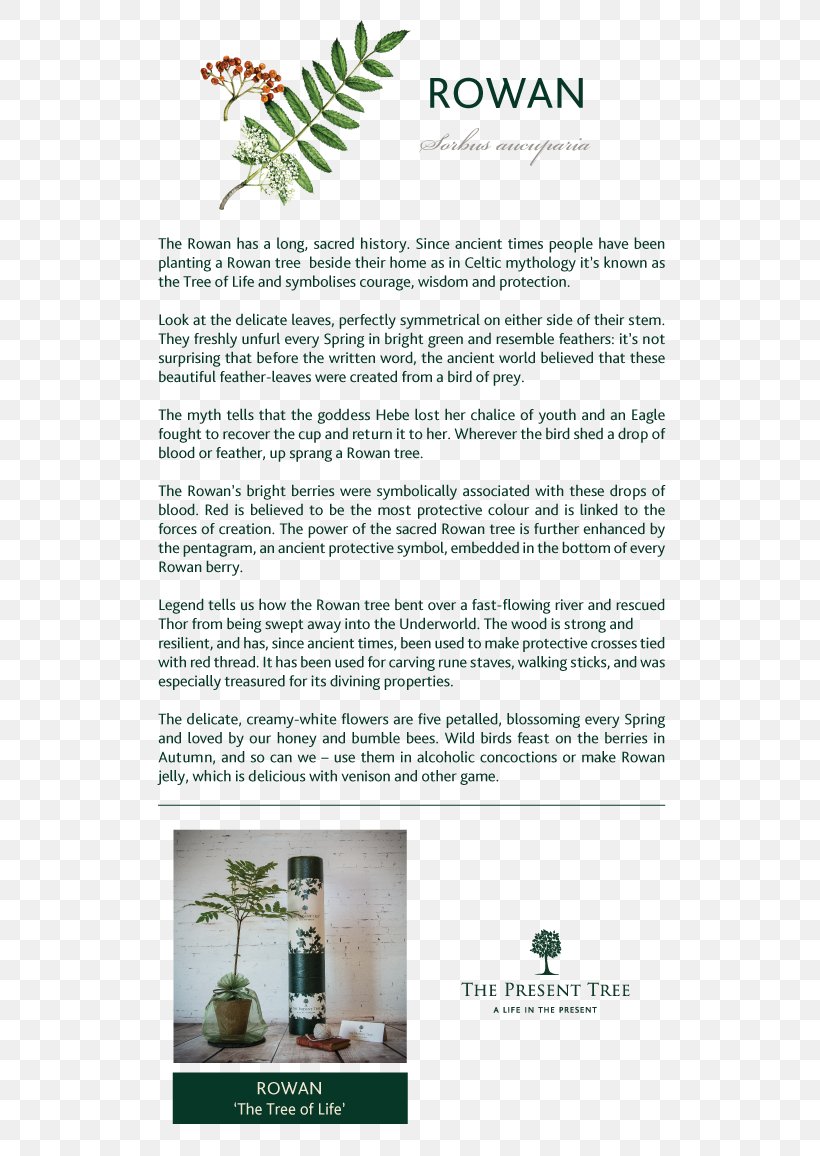 Tree Brochure, PNG, 544x1156px, Tree, Brochure, Grass, Plant, Text Download Free
