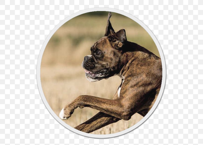 Boxer Dog Breed Bullenbeisser Labrador Retriever Snout, PNG, 588x585px, Boxer, Breed, Bullenbeisser, Carnivoran, Cat Download Free