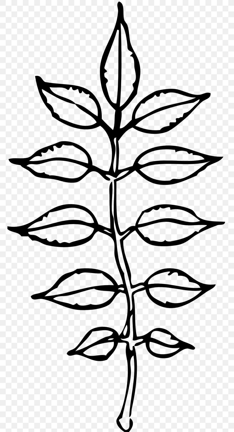Leaf Black Plant Black-and-white Line, PNG, 768x1512px, Leaf, Black, Blackandwhite, Flower, Plant Download Free