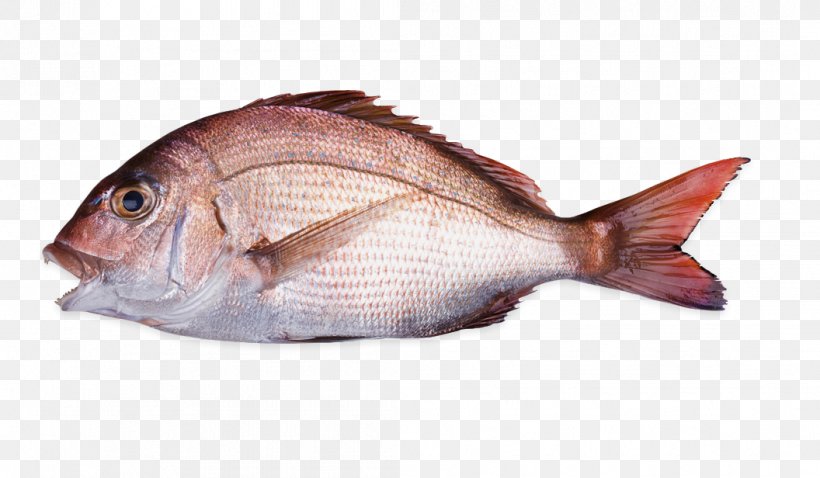 Pagrus Major Stock Photography Royalty-free, PNG, 1056x616px, Pagrus Major, Animal Source Foods, Bream, Crimson Seabream, Fauna Download Free