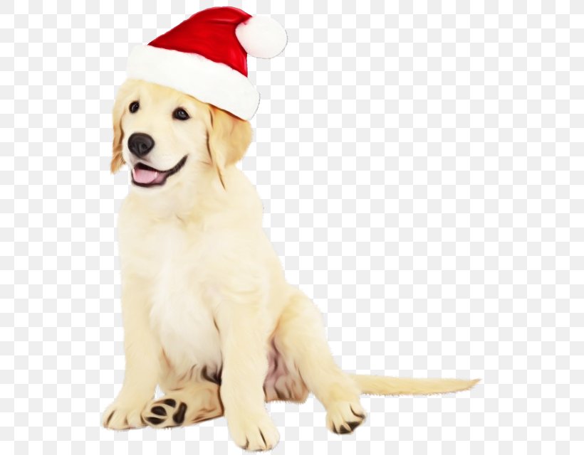 Golden Retriever Background, PNG, 542x640px, Puppy, Bulldog, Christmas Day, Companion Dog, Costume Hat Download Free