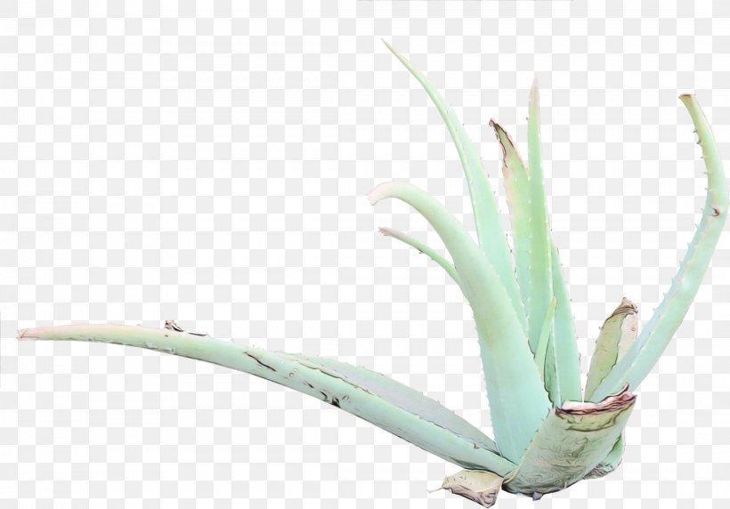 Grass Texture, PNG, 2214x1546px, 3 Dimensi, 3d Computer Graphics, Aloe Vera, Agave, Aloe Download Free