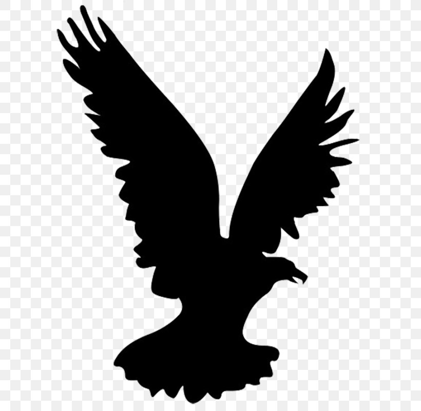 Bald Eagle Clip Art Image, PNG, 628x800px, Bald Eagle, Beak, Bird, Bird Of Prey, Black And White Download Free