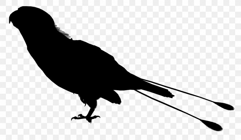 Beak Fauna Silhouette Font, PNG, 1835x1071px, Beak, Bird, Blackbird, Crow, Crowlike Bird Download Free