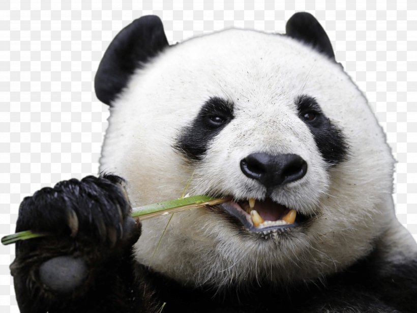 Chengdu Research Base Of Giant Panda Breeding San Diego Zoo Bear, PNG, 3500x2625px, Giant Panda, Animal, Bear, Carnivoran, Cuteness Download Free