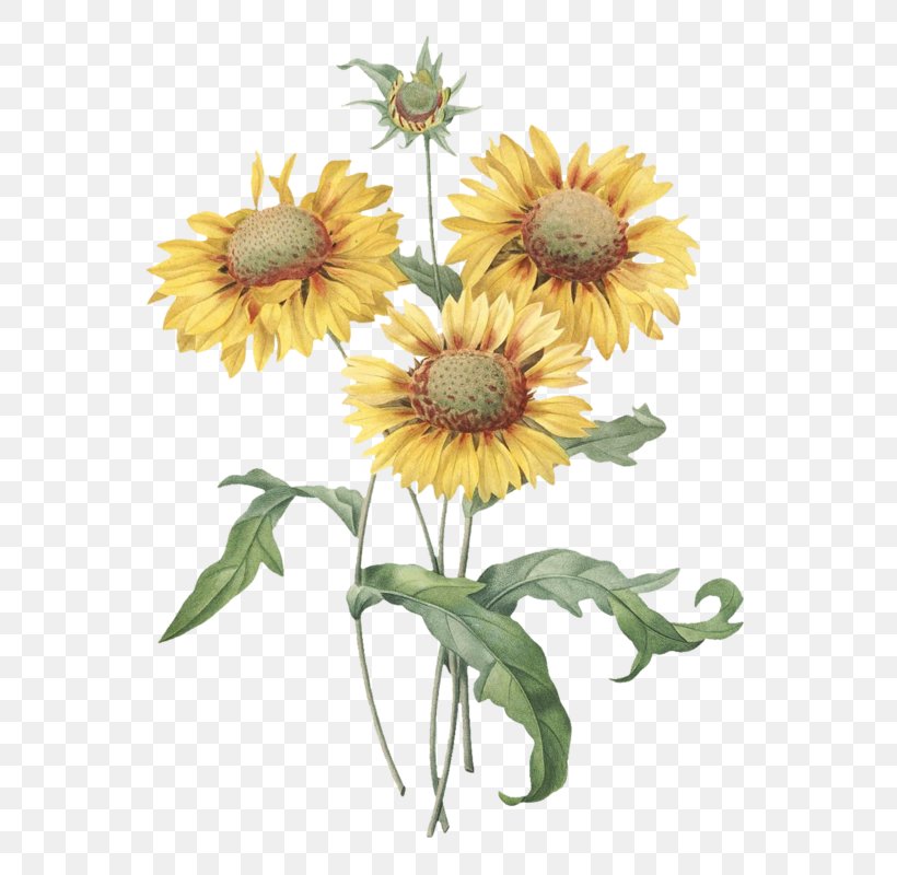Botanical Illustration Common Sunflower Printmaking, PNG, 637x800px, Botanical Illustration, Annual Plant, Art, Botany, Common Sunflower Download Free