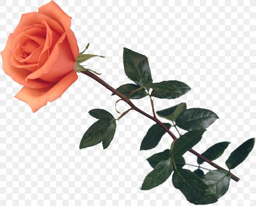 Garden Roses Centifolia Roses Still Life: Pink Roses Flower, PNG, 1200x967px, Garden Roses, Centifolia Roses, Cut Flowers, Flower, Flowering Plant Download Free