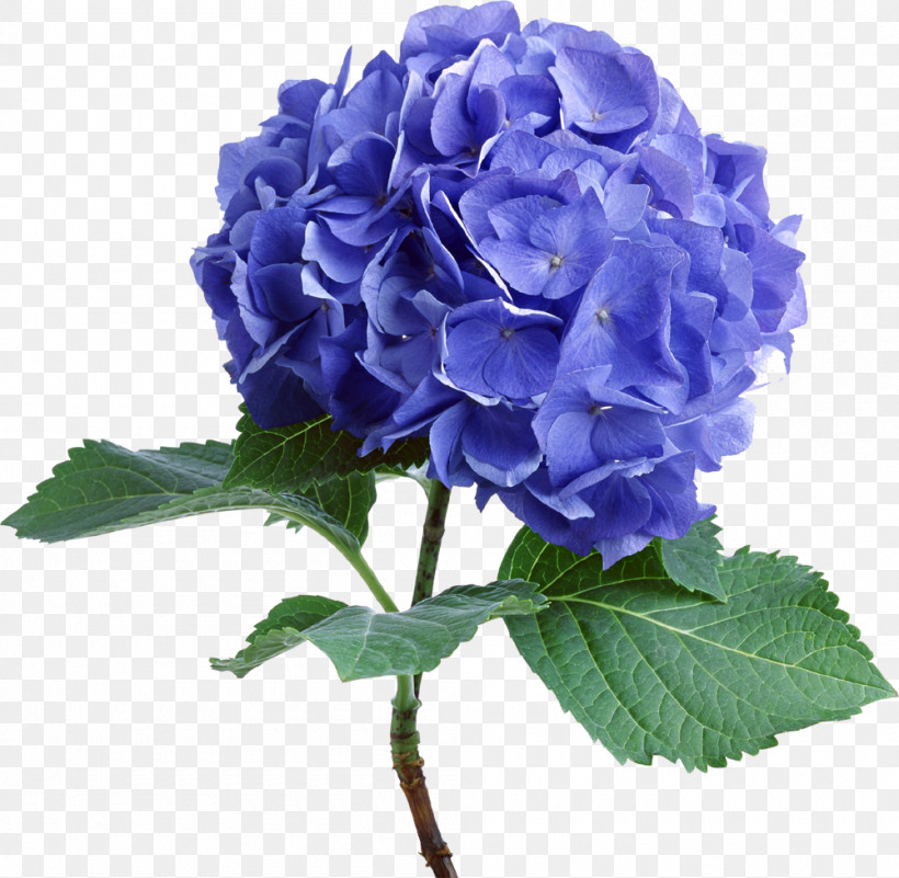 Hydrangea Summer Flower, PNG, 1000x978px, Hydrangea, Artificial Flower, Blue, Color, Cut Flowers Download Free
