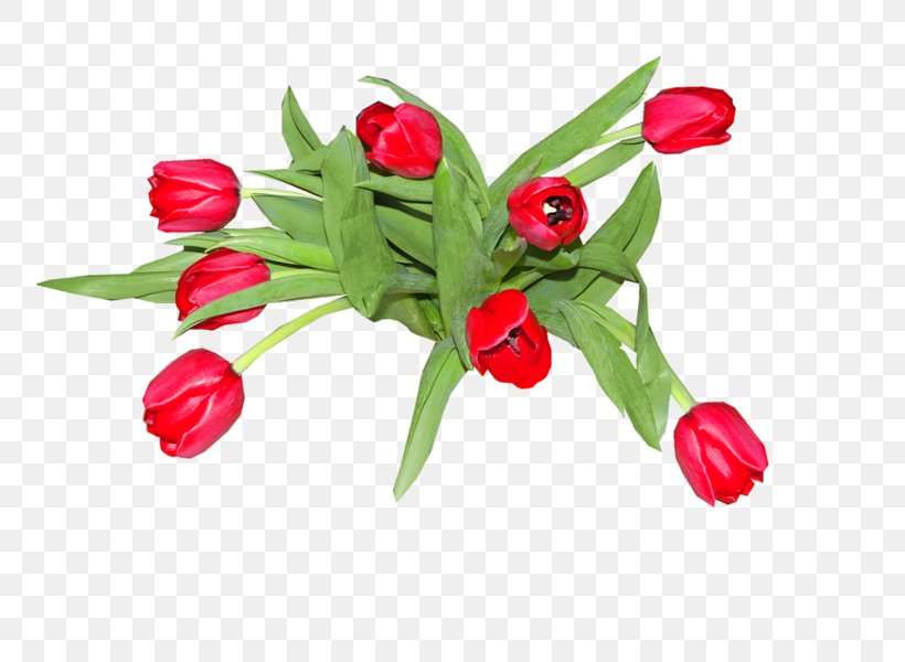 Tulip Flower LiveInternet Diary Clip Art, PNG, 800x600px, Tulip, Author, Birthday, Cut Flowers, Daytime Download Free