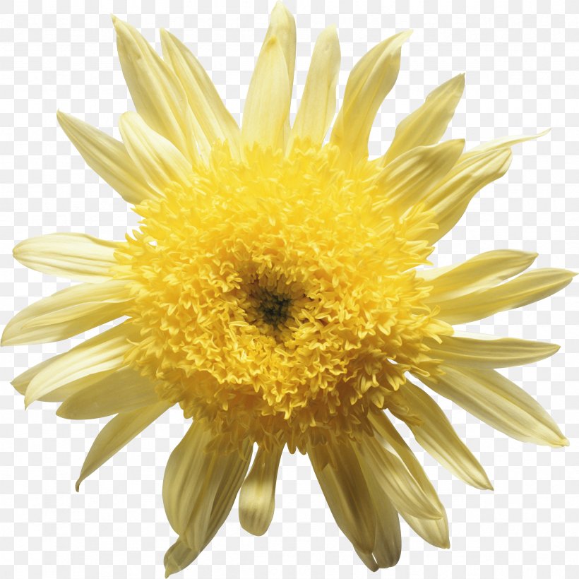 Yellow Flower Chrysanthemum Daisy Family, PNG, 2357x2358px, Yellow, Chrysanthemum, Chrysanths, Daisy, Daisy Family Download Free