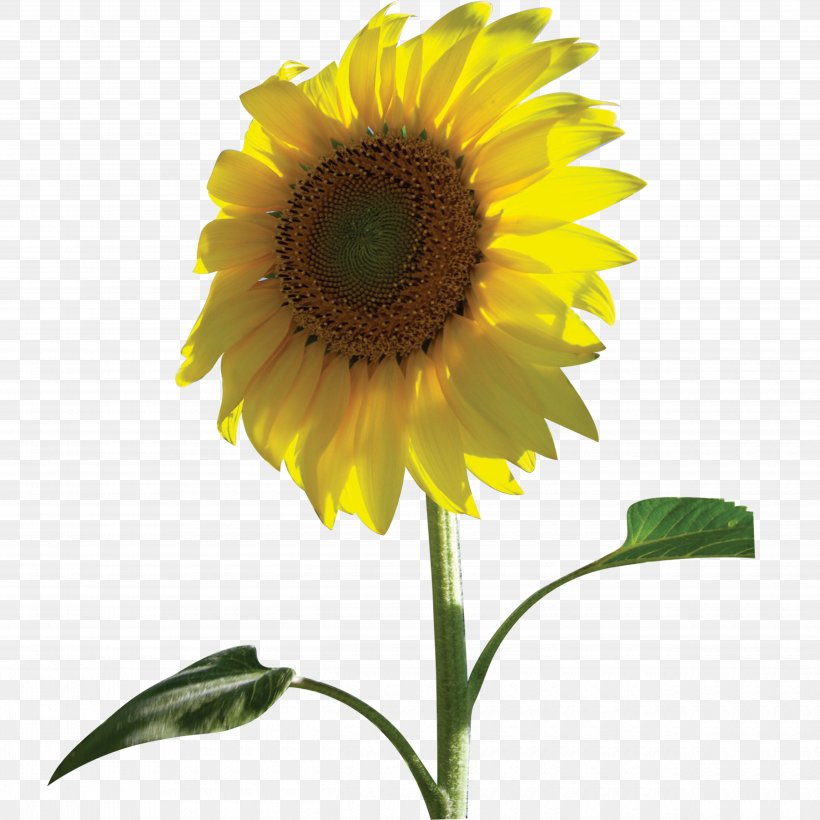 Common Sunflower, PNG, 5000x5000px, Common Sunflower, Annual Plant, Cdr, Daisy Family, Flower Download Free