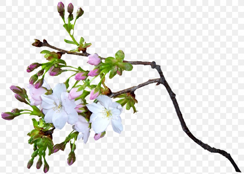 Flower Animation, PNG, 1600x1142px, Flower, Animation, Blossom, Branch, Cherry Blossom Download Free