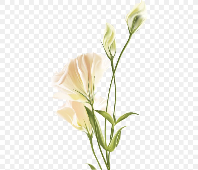 Flower Euclidean Vector White, PNG, 500x704px, Lilium, Art, Bud, Color, Cut Flowers Download Free