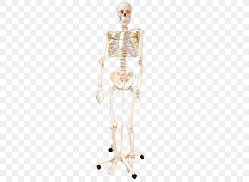 Homo Sapiens Human Skeleton Shoulder Human Body, PNG, 600x600px, Watercolor, Cartoon, Flower, Frame, Heart Download Free
