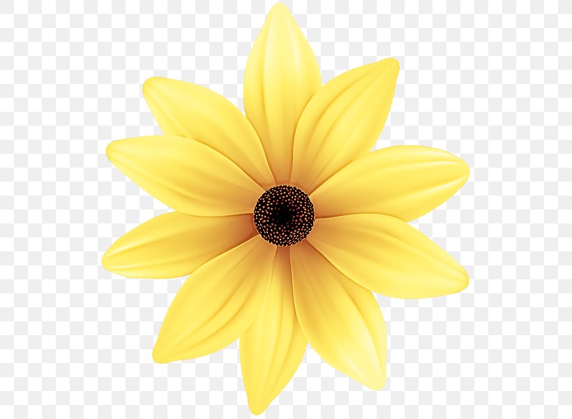 Sunflower, PNG, 538x600px, Petal, Blackeyed Susan, Closeup, Flower, Flowering Plant Download Free