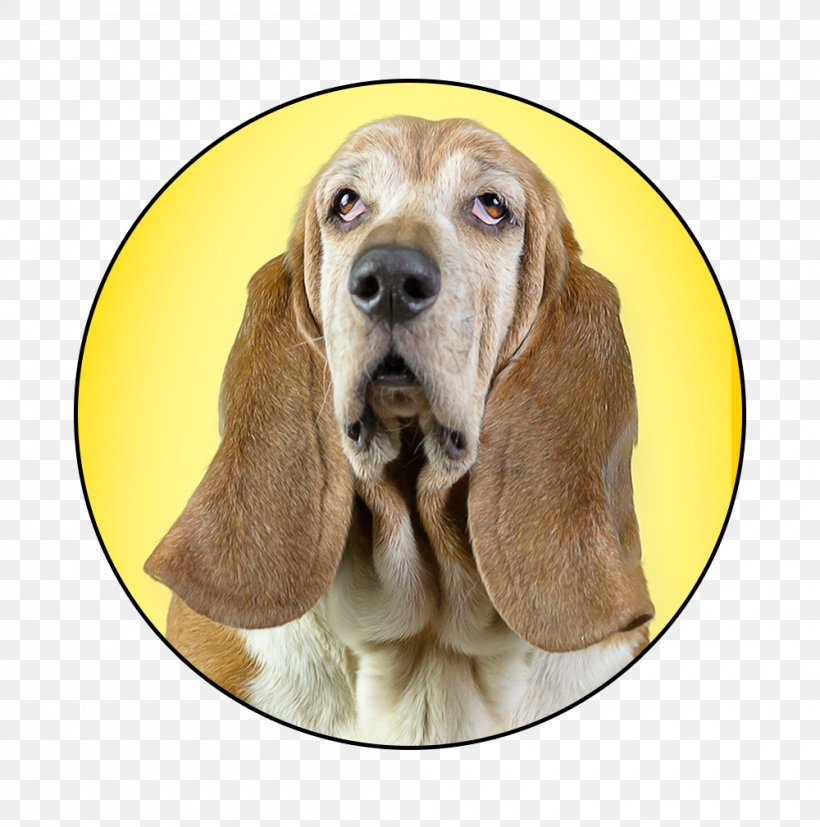 Bloodhound Basset Hound Beagle Dog Breed Chihuahua, PNG, 1000x1009px, Bloodhound, Australian Shepherd, Basset Hound, Beagle, Black And Tan Coonhound Download Free