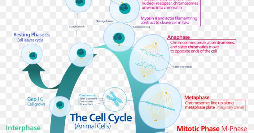 Cell Cycle Mitosis Interphase Cell Division, PNG, 1000x525px, Cell Cycle, Brand, Cell, Cell Cycle Checkpoint, Cell Division Download Free
