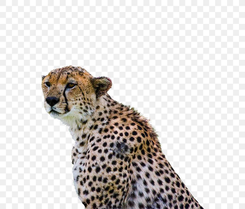 Cheetah Leopard Cat Mount Kilimanjaro Mount Meru, PNG, 561x699px, Cheetah, Animal, Big Cat, Big Cats, Carnivoran Download Free