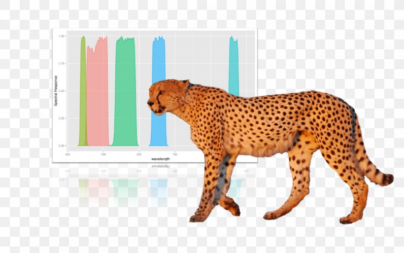 Cheetah Remote Sensing Biodiversity Ecology Conservation, PNG, 1355x849px, Cheetah, Animal Figure, Big Cat, Big Cats, Biodiversity Download Free