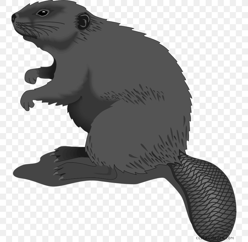 Clip Art Free Content Vector Graphics Openclipart American Beaver, PNG, 744x800px, American Beaver, Beaver, Beaver Dam, Black And White, Carnivoran Download Free
