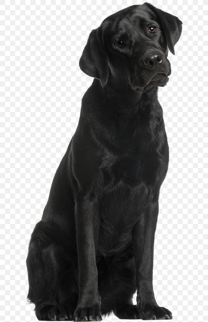 Labrador Retriever Flat-Coated Retriever Puppy Dog Breed Companion Dog, PNG, 625x1265px, Labrador Retriever, Alamy, Black, Black And White, Borador Download Free