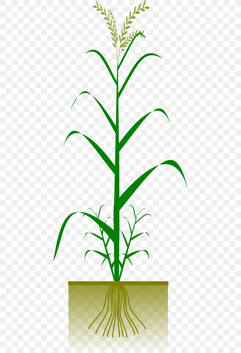 Maize Plant Cereal Clip Art, PNG, 458x1200px, Maize, Branch, Cereal, Corncob, Crop Download Free