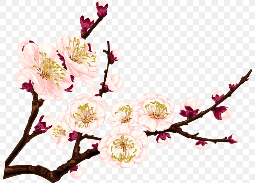 Plum Blossom Drawing Clip Art, PNG, 800x590px, Plum Blossom, Blossom, Branch, Cherry Blossom, Cut Flowers Download Free