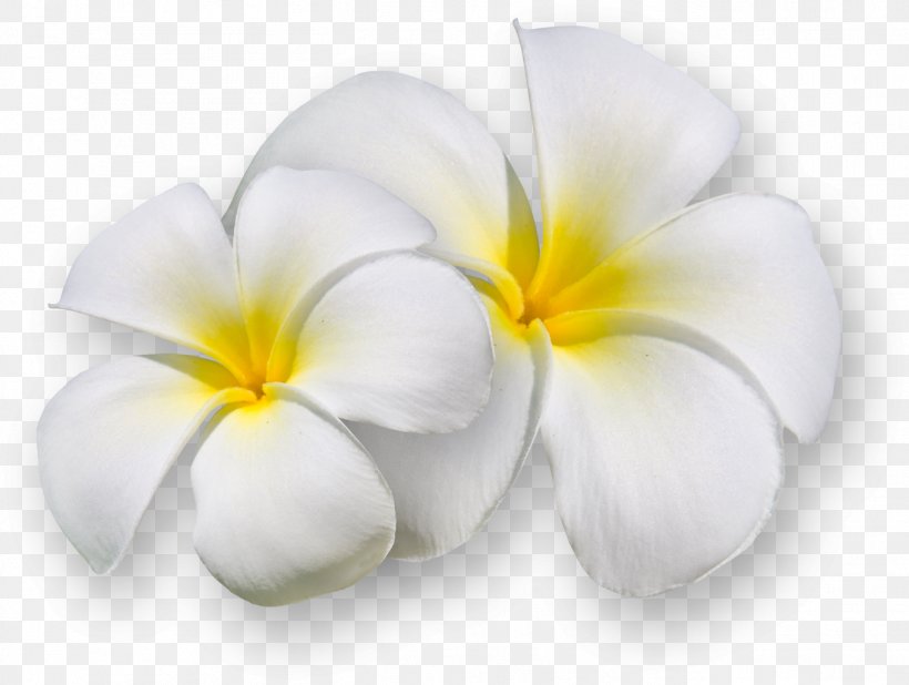 Flower Clip Art, PNG, 1352x1020px, Flower, Cut Flowers, Digital Image, Flowering Plant, Frangipani Download Free