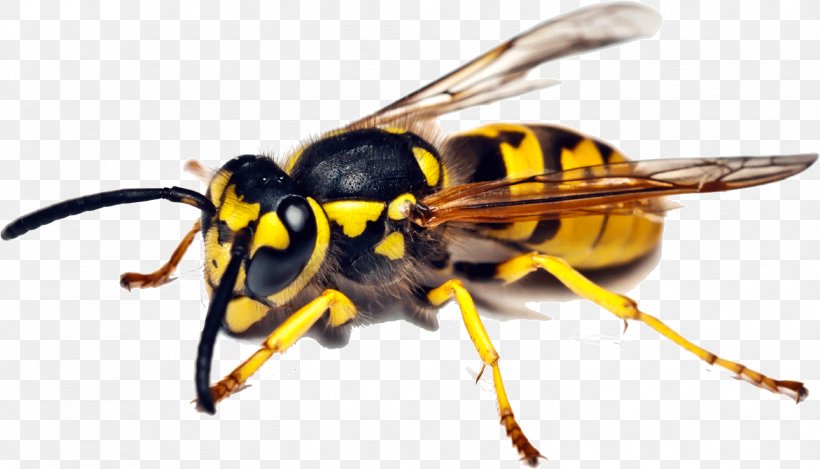 Insect Bee Wasp Pest Control Cockroach, PNG, 1524x873px, Insect, Arthropod, Bee, Cockroach, Common Wasp Download Free