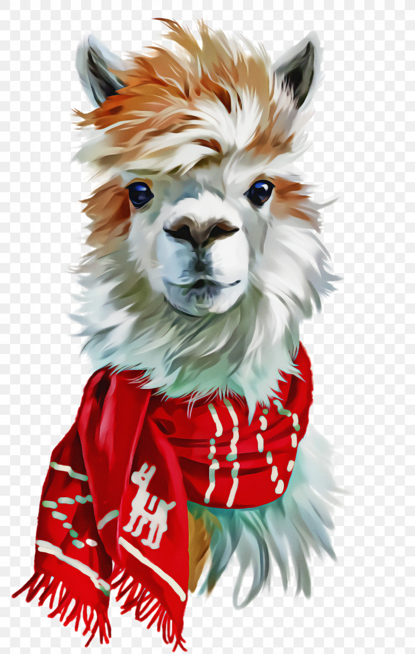 Llama, PNG, 1592x2512px, Llama, Fur Download Free