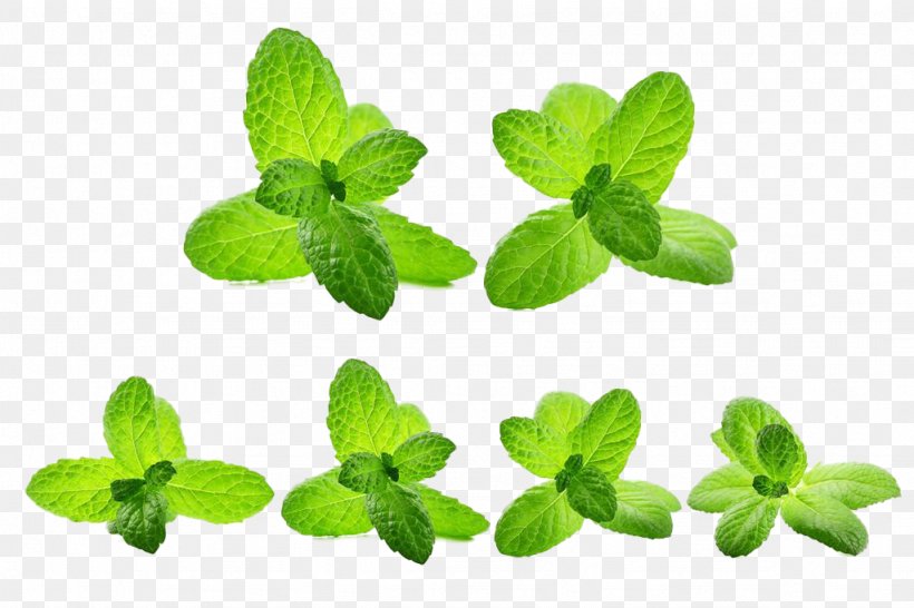 Mentha Spicata Water Mint Green Leaf, PNG, 1024x682px, Mentha Spicata, Color, Food, Google Images, Grass Download Free