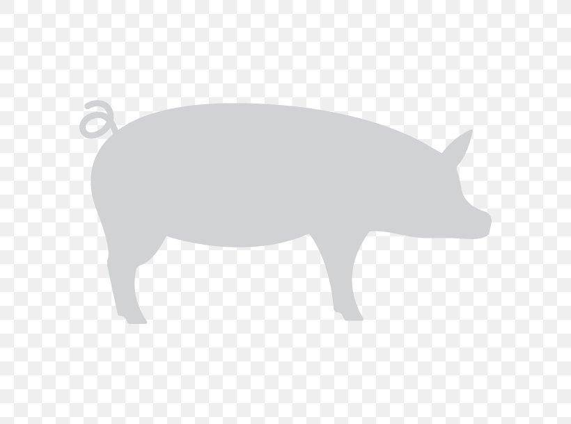 Pig Snout White Wildlife Font, PNG, 610x610px, Pig, Black And White, Fauna, Livestock, Mammal Download Free