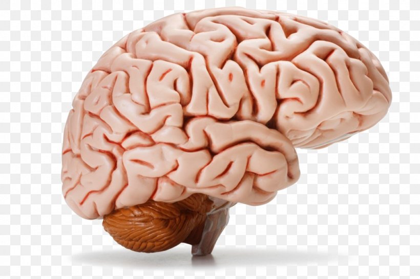 The Human Brain Human Body Homo Sapiens, PNG, 1024x683px, Watercolor, Cartoon, Flower, Frame, Heart Download Free