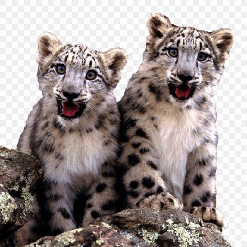 The Snow Leopard Cat Felidae Fact, PNG, 1024x1024px, Leopard, Animal, Big Cat, Big Cats, Carnivoran Download Free