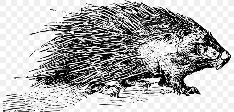 Beaver Domesticated Hedgehog Porcupine Rodent Clip Art, PNG, 800x392px, Beaver, Black And White, Carnivoran, Domesticated Hedgehog, Drawing Download Free